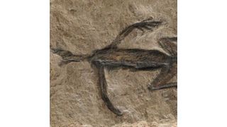 Tridentinosaurus antiquus was discovered in the Italian alps in 1931 and was thought to be an important specimen for understanding early reptile evolution — but has now been found to be, in part a forgery. Its body outline, appearing dark against the surrounding rock, was initially interpreted as preserved soft tissues but is now known to be paint. (Source: Dr Valentina Rossi)