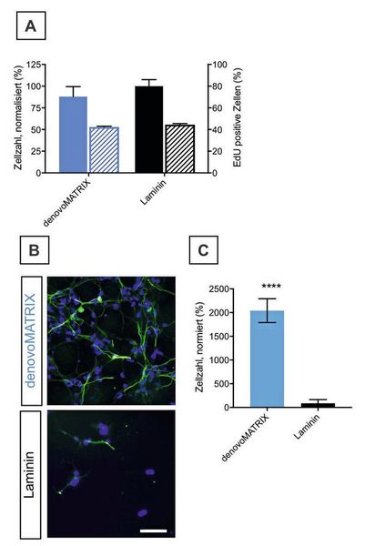 Abb.4: „Maßgeschneiderte“ Denovo-Matrix-Beschichtungen zur Förderung der Proliferation oder neuronalen Differenzierung von neuralen Vorläuferzellen (NPC). Als Kontrolle dienten Laminin-beschichtete Oberflächen. (A) Zellzahl und Anteil von Zellen im S1-Zellteilungszyklus (EdU positive Zellen) nach 3 Tagen in Expansionsbedingungen. (B) Fluoreszenzmikroskopische Aufnahmen von neuronalen Zellen (Map2ab, grün; Kerne gefärbt mit Hoechst 33342, blau) nach 8 Tagen in Differenzierungsmedium. Maßstab: 50 μm. (C) Analyse des Anteils von MAP2ab-positiven Zellen in Bezug auf die Gesamtzellzahlen und normalisiert auf Laminin als Standard. (TU Dresden)