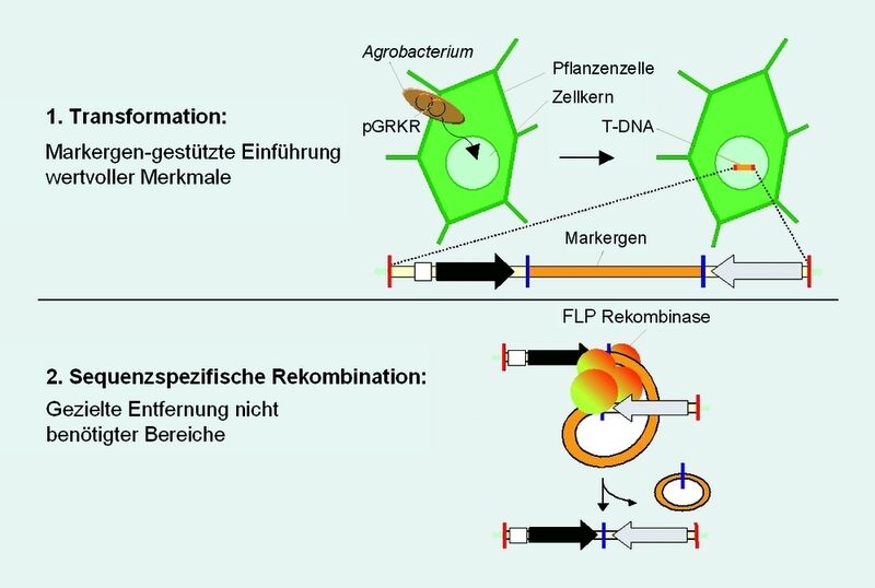 Abb. 3 Nach Erzeugung einer transgenen Pflanze kann durch die Anwendung einer sequenzspezifischen Rekombinase (FLP) das Markergen in einem zweiten Schritt entfernt werden. (Archiv: Vogel Business Media)