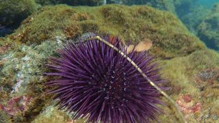 Muss sich auf eine zunehmende Ozeanversauerung einstellen – Seeigel im Mittelmeer. (Bild: Frank Melzner, GEOMAR)