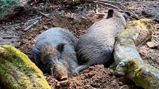 Wildschweine beim Suhlen (Bild: Joachim Reddermann / TU Wien)