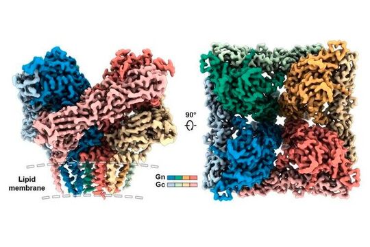 This is the highest resolution molecular structure ever constructed of a key protein complex on the surface of the Andes virus, called the Gn-Gc tetramer, that enables it to infect cells.(Source:  University of Texas at Austin)
