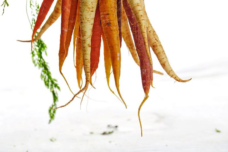 Karotten sind nicht für jeden bekömmlich – selbst dann nicht, wenn sie gekocht wurden (Symbolbild). (Bild: gemeinfrei, Gabriel Gurrola)