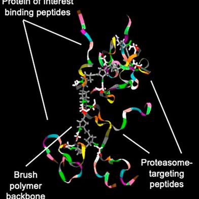 The researchers tested a specific class of these PLPs, called Hydracs (Hybrid Degrading Copolymers), on two particularly problematic proteins: MYC and KRAS.  (Source: Nathan Gianneschi/Northwestern University)
