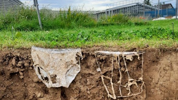 Leicht oder stark zersetzt? Je aktiver die Bodenlebewesen, desto schneller der Abbau des Baumwollmaterials(Bild:  Priska Koller, Agroscope)