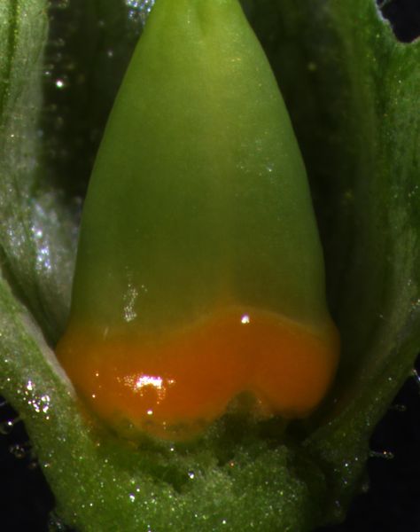 Fruchtknoten (Ovarium) einer Tabakblüte mit Nektarium (Bild: Danny Kessler / Max-Planck-Institut für chemische Ökologie)