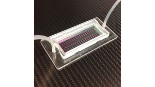 Der neue Mikrolochchip kann 200.000 einzelne Zellen an einer exakten Position fixieren. (© Foto Fraunhofer IBMT)