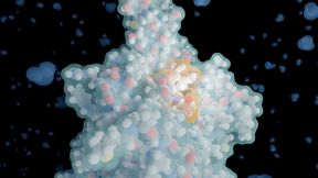 Pflanzliche Proteine stärker zu nutzen, wäre gut, aber sie können bittere Peptide enthalten. Mit einer neuen KI lässt sich ihr Geschmack nun aber vorhersagen, um gezielt die richtigen Peptide herzustellen. Das Bild zeigt die Rezeptortasche für Bitteres mit gebundenem Tripeptid (gelblich). (Bild: F. Bößl / Leibniz-LSB)