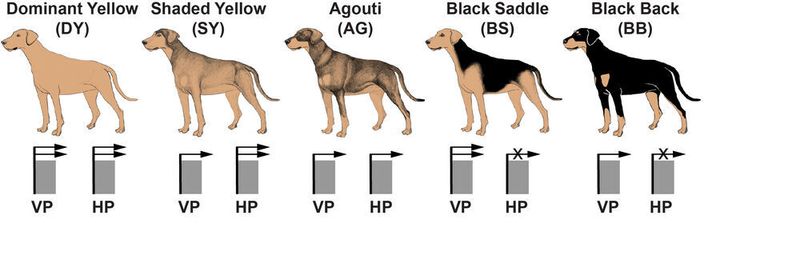 Fünf verschiedenen Farbmuster bei Hunden, die durch Promotorvarianten am Gen für das Agouti-Signalprotein gesteuert werden. Unterhalb der Hunde ist schematisch angedeutet, wie aktiv der ventrale Promoter (VP) oder der Haarzyklus-spezifische Promotor (HP) ist. (© NEE / Tosso Leeb)
