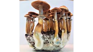 Der Kubanische Kahlkopf (Psilocybe cubensis) gehört zu den sogenannten „Zauberpilzen“ der Gattung Psilocybe. (Bild: Felix Blei/Leibniz-HKI)