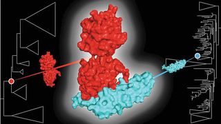Wie füreinander gemacht: die Proteine OCP und FRP haben sich unabhängig voneinander passgenau für eine Wechselwirkung entwickelt. (Bild: Max-Planck-Institut für terrestrische Mikrobiologie/Hochberg)
