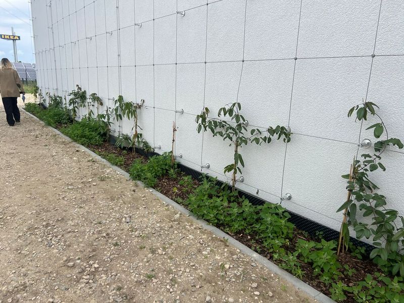 Außen wächst bereits das Grün als Teil des nachhaltigen Konzepts, das das Datacenter innen wie außen prägen soll. (Bild: Paula Breukel)