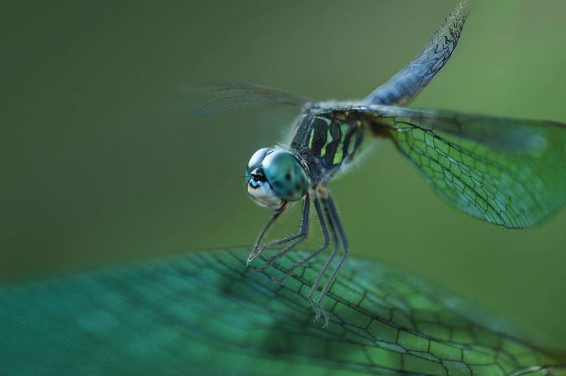 Die leichten Flügel der Libelle werden durch eine komplexe Flügelagerung stabilisiert – ​ein bionisches Vorbild für den Leichtbau. (Cadera Design)