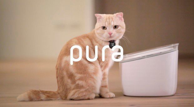 Über indiegogo hat die Pura, eine smarte Tränke für Katzen bereits 56.458$ eingesammelt. Das Gerät soll Dehydrierung vorbeugen und so das liebste Haustier gesund halten... (Bild: pura)