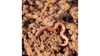 In the northern broadleaf forests of the U.S. and Canada, alien earthworms’ impact on soil stresses trees such as sugar maples by altering the microhabitat of their soils.  (Source: free licensed)