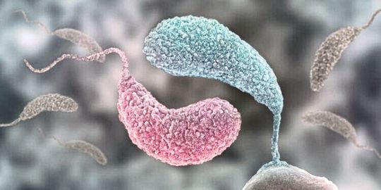 Wie Yin und Yang: zwei konkurrierende Signalmoleküle bestimmen den Lebensstil von Caulobacter (pink: Schwärmerzelle mit hohem ppGpp Level; blau: sesshafte Form mit hohem c-di-GMP Level; Symbolbild) Wie Yin und Yang: zwei konkurrierende Signalmoleküle bestimmen den Lebensstil von Caulobacter (pink: Schwärmerzelle mit hohem ppGpp Level; blau: sesshafte Form mit hohem c-di-GMP Level; Symbolbild)