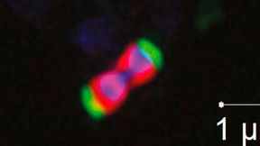 Hochauflösende Mikroskopie der Zelle eines marinen Akkermansiaceae (rot, im Inneren in blau die DNA) mit aufgenommenem Fucoidan (grün), was die Aufnahme dieses komplexen Algenzuckers belegt. (Bild: Nicole Von Possel/Max-Planck-Institut für Marine Mikrobiologie)