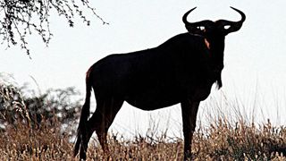 Das GNU-Projekt hat einen riesigen Anteil am Erfolg der GNU/Linux-Betriebssysteme, steht aber seit jeher ein wenig im Schatten von Linux. (Bild: chillervirus)