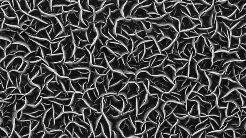 Rasterelektronenmikroskopische Aufnahme der nur wenige Nanometer dünnen Wände aus Kohlenstoff. (UDE / N. Wöhrl, S. Tigges)