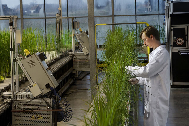 Crop research at BASF - The company's new facility in North Crolina includes 80,000 square feet of office, laboratory and greenhouse area. (Picture: BASF/Detlef Schmalow)