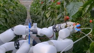 As part of the “AgriLoop” project, researchers at the University of Bonn are developing a system designed to control greenhouse robots using natural language and to map plant populations in three dimensions. (Source: University of Bonn)