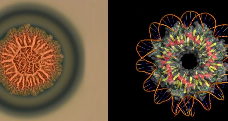 Molekularer Donut  Das Bakterium Bacillus subtilis (links im Bild) bildet Biofilme, wobei das Protein RemA (rechts) die beteiligten genetischen Prozesse steuert. Forscher der Uni Marburg haben nun die Struktur dieses Proteins entschlüsselt und gezeigt, dass es eine ringförmige Striktur besitzt, ähnlich einem Donut. Um das Protein herum wickelt sich die DNA, vergleichbar wie ein Haar sich um einen Lockenwickler dreht. „Wird die Ringstruktur von RemA gestört, so funktioniert die komplette Bildung des Biofilmes nicht mehr“, sagt Prof. Dr. Erhard Bremer von der Uni Marburg.  Hier gehts zur Originalmeldung Wissenschaftsbild des Tages vom 7.10.2021  ((l.): Dr. Patricia Bedrunka, Proteinmodell (r.): Dr. Tamara Hoffmann)