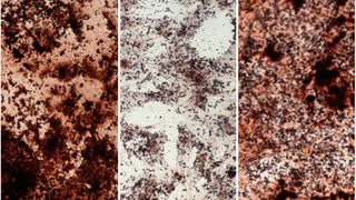 Angefärbtes Kalzium (dunkelbraun) in Stammzellen im Knochenmark: Junge Stammzellen (links) produzieren mehr Material für Knochen als alte Stammzellen (Mitte). Durch Zugabe von Natriumazetat lassen sie sich wieder verjüngen (rechts). (Bild: Andromachi Pouikli/Max-Planck-Institut für Biologie des Alterns, 2021)