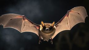 Mit mehr als 1.500 weltweit verbreiteten Arten machen Fledermäuse ein Fünftel aller lebenden Säugetiere aus. (Symbolbild) (Bild: © Noufaldi – stock.adobe.com)