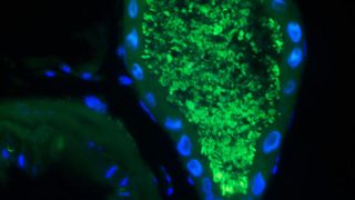 Dank winziger Bakterien in speziellen Organen an seinem Darm, kann der Käfer pflanzliche Nahrung verdauen. Der Querschnitt zeigt die symbiotischen Organe im Käferdarm. In diesen sackartigen Ausstülpungen leben die Symbiose-Bakterien.  (© Benjamin Weiss, JGU, und Hassan Salem, Emory University )