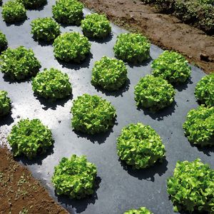 Mulchfolien aus bioabbaubaren Kunststoffen (hier PBAT/PLA-Compound) lassen sich unterpflügen und bauen mit der Zeit  an Ort und Stelle biologisch ab.