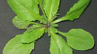 Mit steigenden NO-Konzentrationen zeigen die Pflanzen ein verbessertes Wachstum... (Ausschnitt) (Quelle: HMGU)