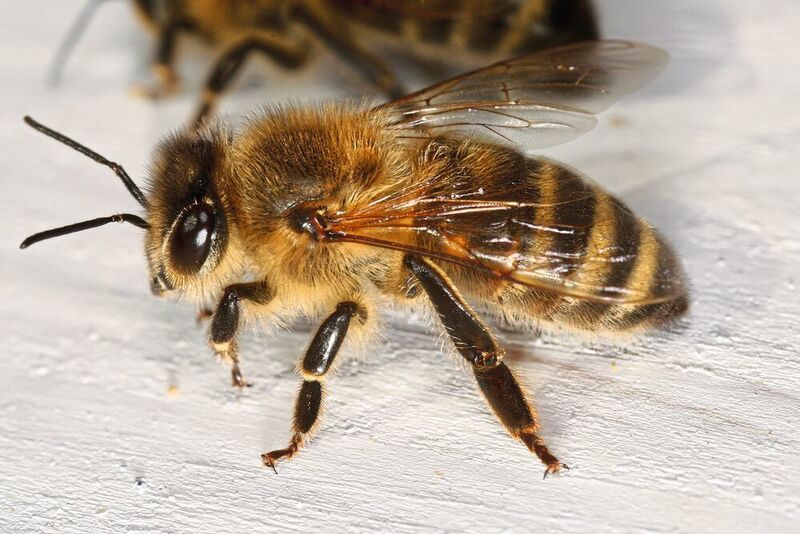 Die Kärntner Biene (Apis mellifera carnica) (Kärntner Biene / Richard Bartz / CC BY-SA 2.5)