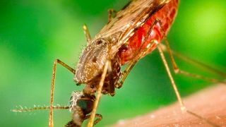 Als Überträger von Malaria können verschiedene Stechmücken-Arten der Gattung Anopheles auftreten. (gemeinfrei)