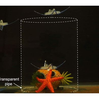 Unterwasser-Akrobatik: Der neue Soft-Roboter imitiert Haarsterne – und das mit minimalster Antriebstechnik. (Bild: NC State University)