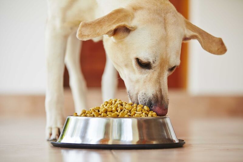 Pets take up essential nutrients such as omega-3 fatty acids through pet food. (© shutterstock / Jaromir Chalabala)