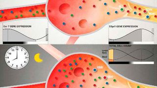 Molekulare Uhren in den Lymphozyten steuern die tageszeitliche Arbeitsteilung (Abb. zum genannten Artikel) (David Druzd et al., Immunity 46, 2017)