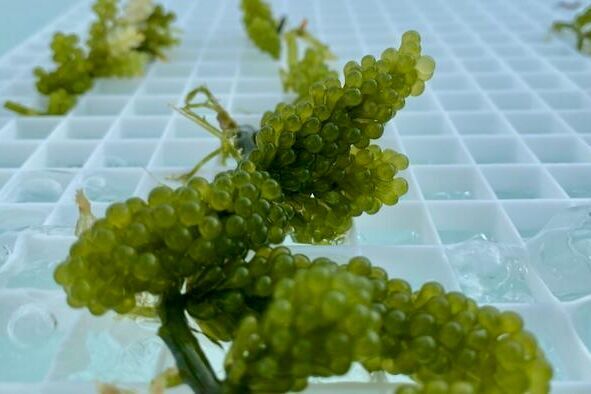 integrating macroalgae into marine finfish aquaculture systems can reduce waste while producing a valuable secondary crop.(Source:  Haley Lasco)