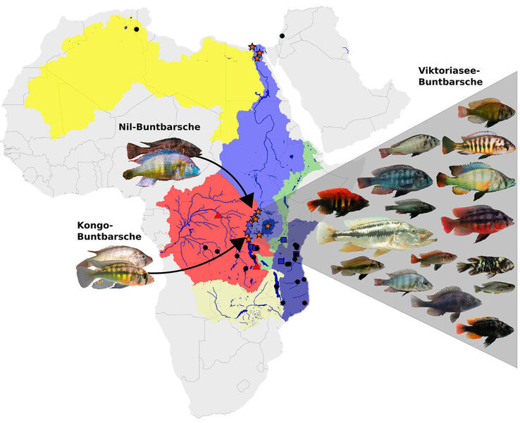 Die Flusssysteme rund um den Viktoriasee und die beiden ursprünglichen Vorfahren aus dem Nil- und dem Kongo-Einzugsgebiet sowie ein Teil der rund 700 aus ihnen hervorgegangenen Arten, 500 davon allein im Viktoriasee. (Ewag)