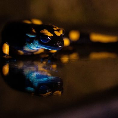 Feuersalamander (Salamandra salamandra) dessen Unterseite ein biofluoreszierendes Leuchten aufweist. (Bild: © Bernat Burriel-Carranza, Museu de Ciències Naturals de Barcelona, Spanien)