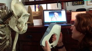 Caroline scannt ein Gorillaskelett im D’Arcy Thompson Zoology Museum. (Artec 3D)