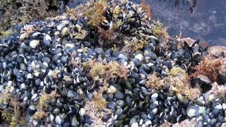 Muschelkleber stand Pate für die Basis eines wassertauglichen, wiederablösbaren Klebers. (Bild: Twinlili/Pixelio)