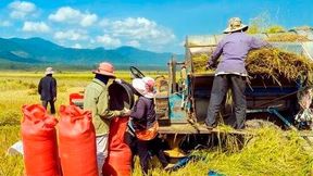 Observed rice yield losses from 1°C warming are more than twice as high as model estimates due to underestimated heat stress.  (Source: AdobeStock/ducvien)