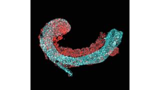 Fluoreszenz-mikroskopische Aufnahme einer „trunk-like structure“, die dem Rumpf eines Mausembryos ähnelt und in einer aufwändigen Zellkultur erzeugt wurde. Sie ist aus embryonalen Stammzellen einer Maus herangewachsen und weist typische Merkmale der frühen Wirbeltierentwicklung auf, wie die Segmentierung des Somiten-Gewebes, der Grundlage von Knochen, Muskeln und Knorpeln (rot), und ein Neuralrohr, aus dem sich später das Rückenmark bilden würde (hellblau). (MPI f. molekulare Genetik/ J. Veenvliet)