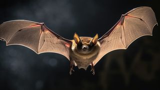 Avec plus de 1 500 espèces réparties dans le monde entier, les chauves-souris représentent un cinquième de l'ensemble des mammifères vivants. (Photo d'illustration) (Bild: © Noufaldi – stock.adobe.com)
