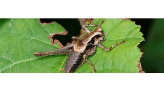 The dark bush-cricket Pholidoptera griseoaptera is one of the many declining insect species in Central Europe. (Source: Beat Wermelinger)