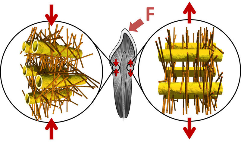 Biostruktur des Dentin: Tubuli und Netz von Kollagenfasern, in denen mineralische Nanopartikel eingebettet sind – angespannt links, entspannt rechts (Bild: Jean-Baptiste Forien, © Charité – Universitätsmedizin Berlin)