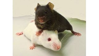 Mäuse der Stämme „Black-6“ (schwarz) und „PWD“ (weiß). Beide Zuchtlinien unterscheiden sich wesentlich in ihrer Anfälligkeit für Krebs.

 (Bild: Carolin Willke/ MPI f. mol. Genet)