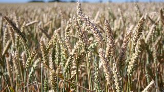 Umweltministerin Steffi Lemke und Agrarminister Cem Özdemir (beide Grüne) wollen Anbauflächen für Nahrung nutzen – nicht für Biokraftstoffe. (Bild: L.Pohlan)