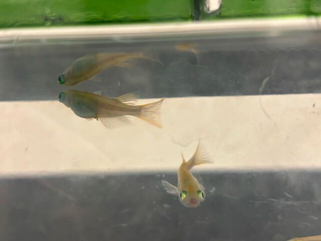 Medaka, a small freshwater fish from Japan, is used in evolutionary research in the lab of University of Utah biologist Jamie Gagnon. (Source: Brian Maffly)