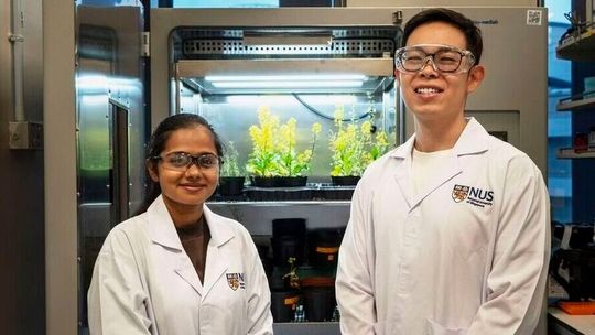 Dr Arya Gopinath Madathil Pulikkal (left) and Asst Prof Andy Tay (right) in front of a small greenhouse containing Choy Sum plants.(Source:  NUS)